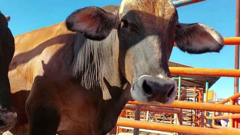 COMANDO ROBA 65 TOROS DE ENGORDA EN UN RANCHO DE AGUASCALIENTES