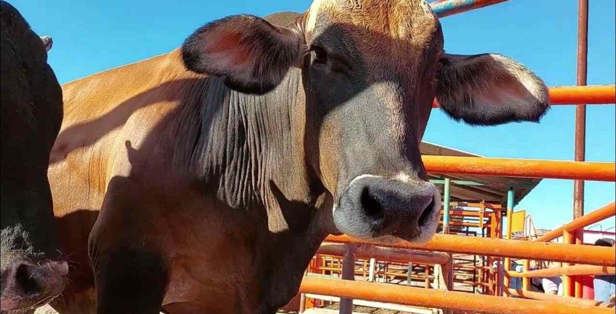 COMANDO ROBA 65 TOROS DE ENGORDA EN UN RANCHO DE AGUASCALIENTES