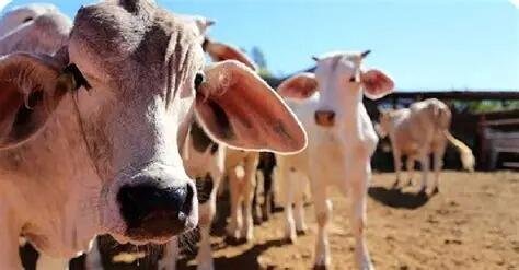 MÉXICO ACTIVA EMERGENCIA DE SANIDAD ANIMAL POR GUSANO BARRENADOR