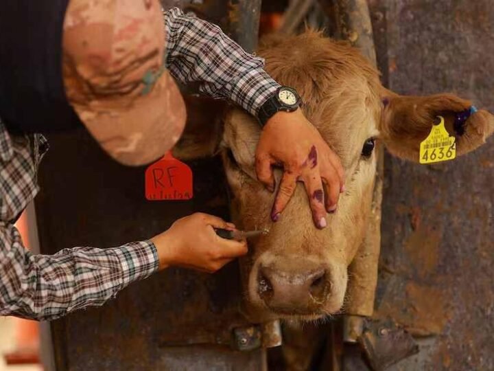 OAXACA CONFIRMA CASOS DE MIASIS EN HUMANOS