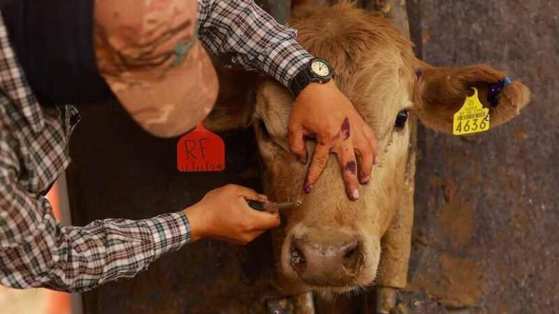 OAXACA CONFIRMA CASOS DE MIASIS EN HUMANOS