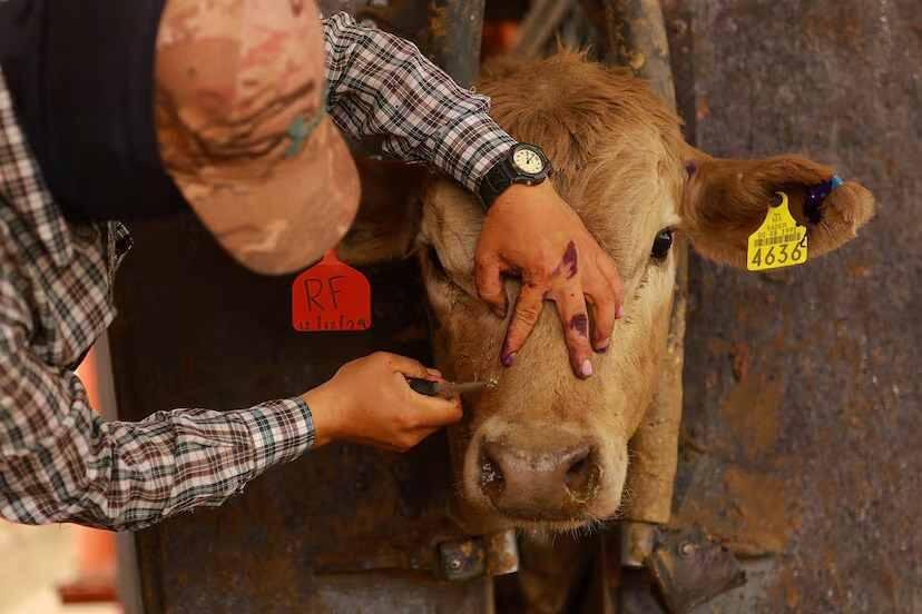 OAXACA CONFIRMA CASOS DE MIASIS EN HUMANOS