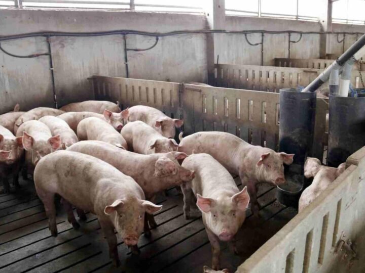 ESPAÑA SACRIFICARÁ 40 MIL CERDOS POR PESTE PORCINA