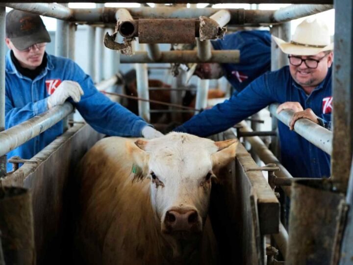 GUSANO BARRENADOR HIZO PERDER AL SECTOR PECUARIO AL MENOS 700 MILLONES DE DÓLARES