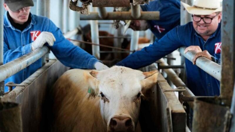 GUSANO BARRENADOR HIZO PERDER AL SECTOR PECUARIO AL MENOS 700 MILLONES DE DÓLARES