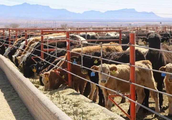 DECLARAN A CHIHUAHUA LIBRE DEL GUSANO BARRENADOR