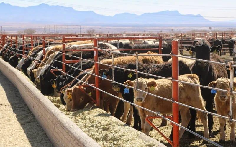 DECLARAN A CHIHUAHUA LIBRE DEL GUSANO BARRENADOR