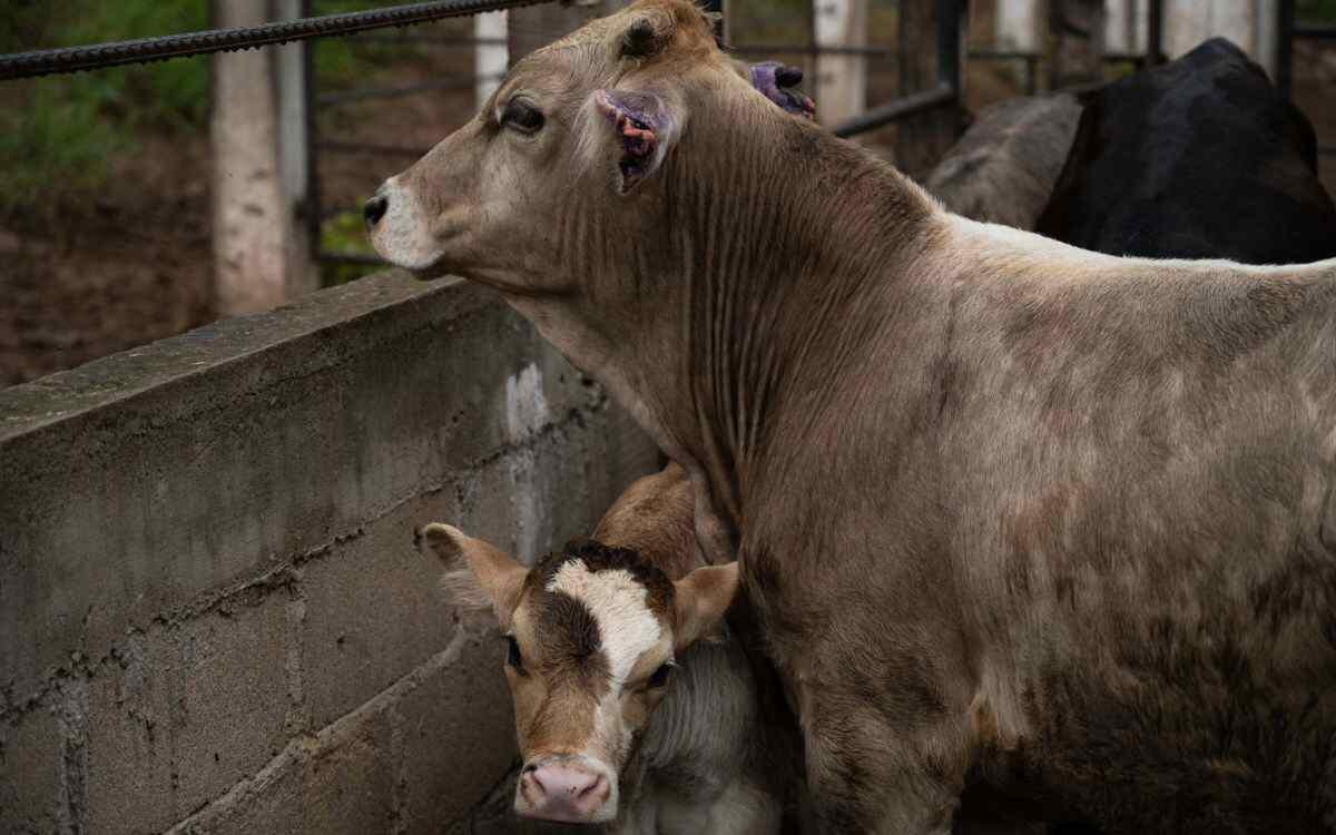 DETECTAN PRIMER CASO DE GUSANO BARRENADOR EN TAMAULIPAS