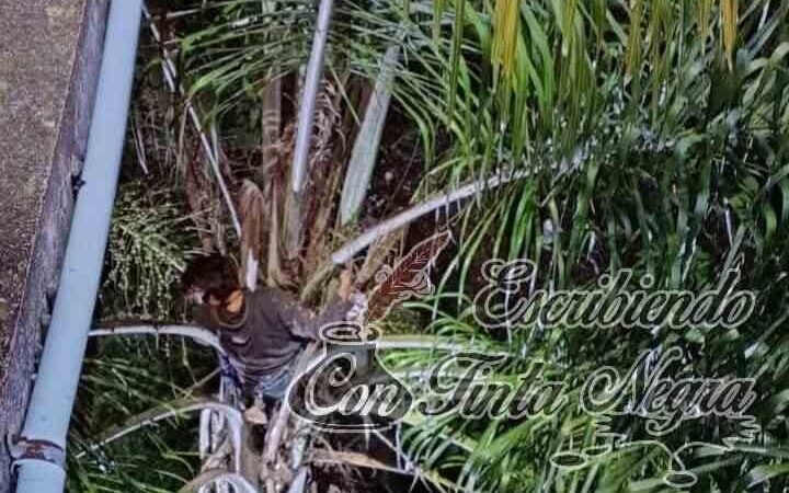 SE LANZA DE PUENTE Y QUEDA ATORADO EN UNA PALMERA