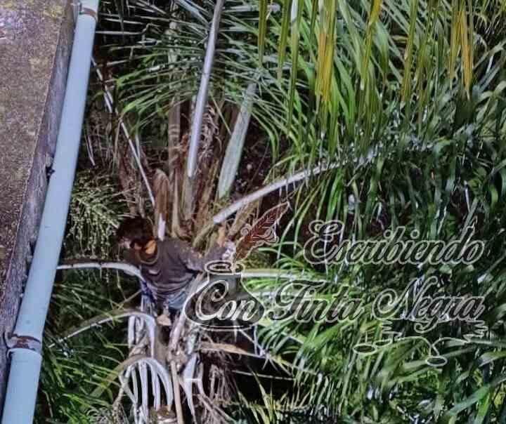 SE LANZA DE PUENTE Y QUEDA ATORADO EN UNA PALMERA