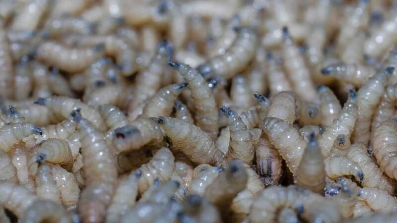 DETECTAN SEGUNDO CASO DE GUSANO BARRENADOR EN TAMAULIPAS