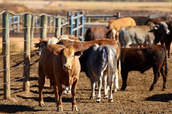 MÉXICO REGISTRA 118 CASOS DE GUSANO BARRENADOR EN UNA SEMANA