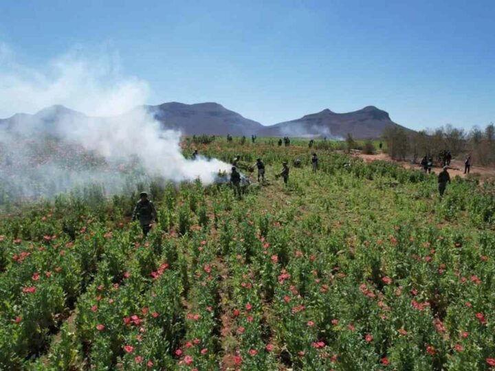 SEMAR DESTRUYE MÁS DE 726 TONELADAS DE AMAPOLA EN NAYARIT