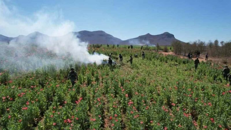 SEMAR DESTRUYE MÁS DE 726 TONELADAS DE AMAPOLA EN NAYARIT