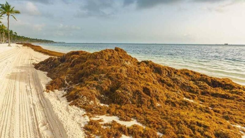 ALERTA POR LLEGADA HISTÓRICA DE SARGAZO EN COSTAS DE MÉXICO
