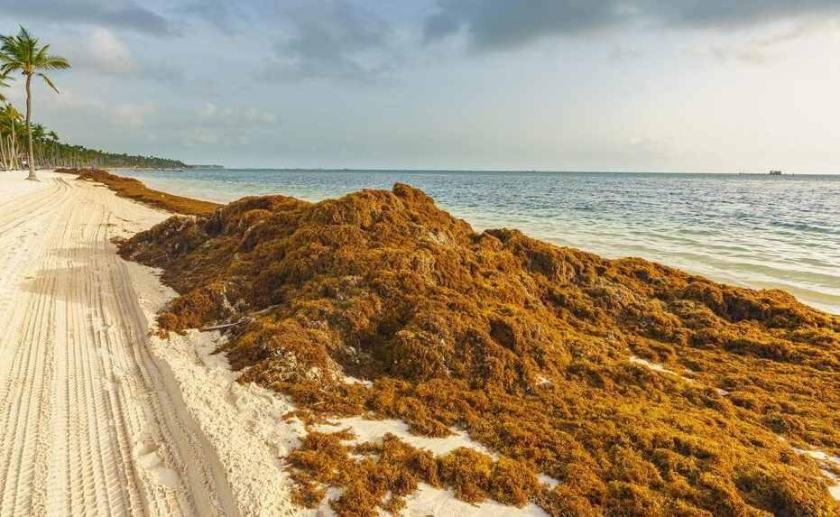 ALERTA POR LLEGADA HISTÓRICA DE SARGAZO EN COSTAS DE MÉXICO