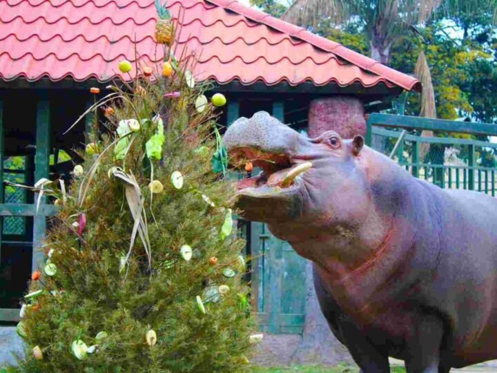 INICIA CAMPAÑA DE ENRIQUECIMIENTO AMBIENTAL EN LA RESERVA ANIMAL DE ORIZABA