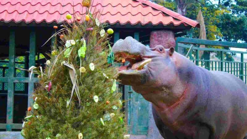 INICIA CAMPAÑA DE ENRIQUECIMIENTO AMBIENTAL EN LA RESERVA ANIMAL DE ORIZABA