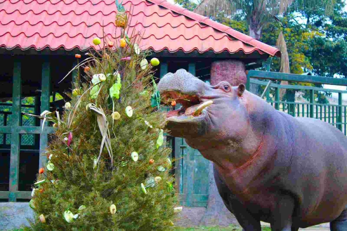 INICIA CAMPAÑA DE ENRIQUECIMIENTO AMBIENTAL EN LA RESERVA ANIMAL DE ORIZABA