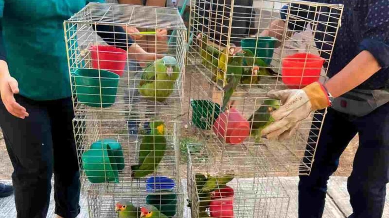 PROFEPA ASEGURA MÁS DE 100 AVES SILVESTRES EN MORELOS