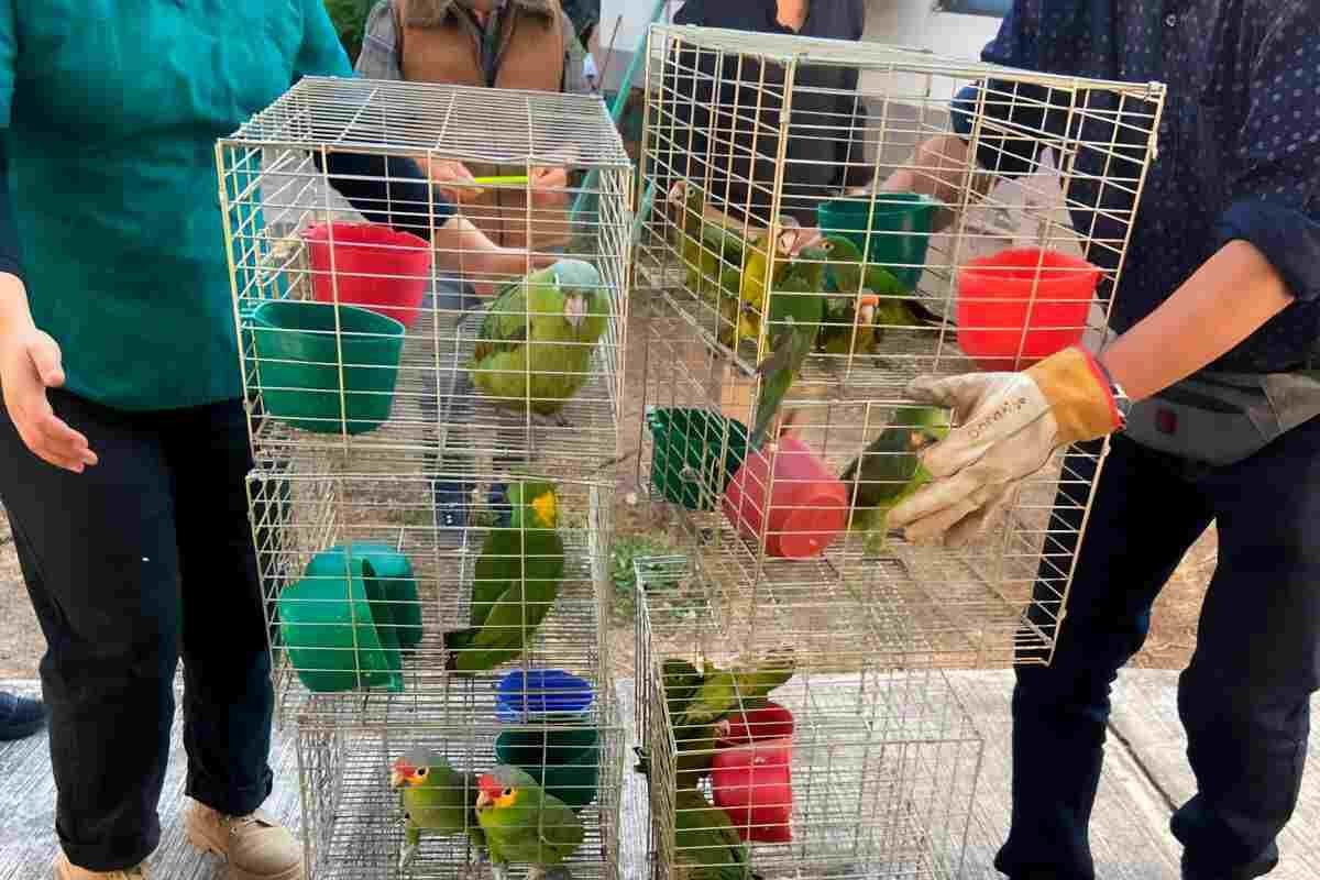 PROFEPA ASEGURA MÁS DE 100 AVES SILVESTRES EN MORELOS