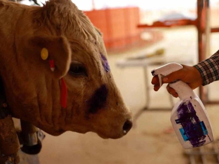 MÉXICO SUMA 14,321 CASOS DE GUSANO BARRENADOR