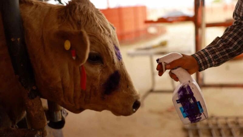 MÉXICO SUMA 14,321 CASOS DE GUSANO BARRENADOR