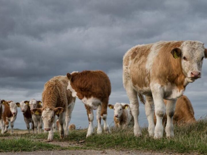 MÉXICO INTENSIFICA CONTENCIÓN DEL GUSANO BARRENADOR DEL GANADO