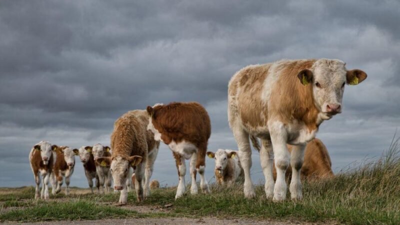MÉXICO INTENSIFICA CONTENCIÓN DEL GUSANO BARRENADOR DEL GANADO