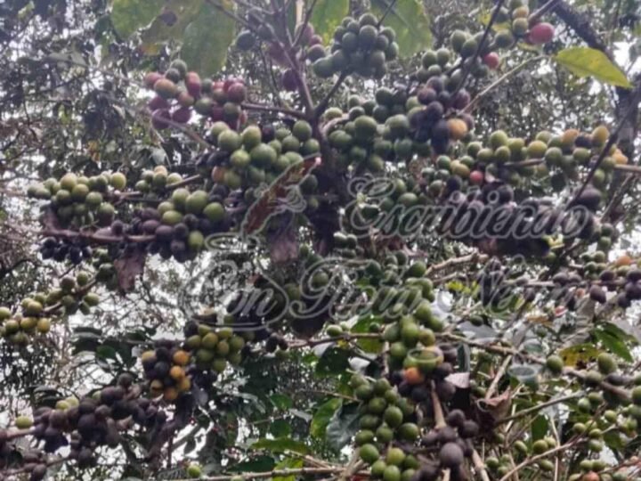 ROYA DEVASTA CULTIVOS DE CAFÉ