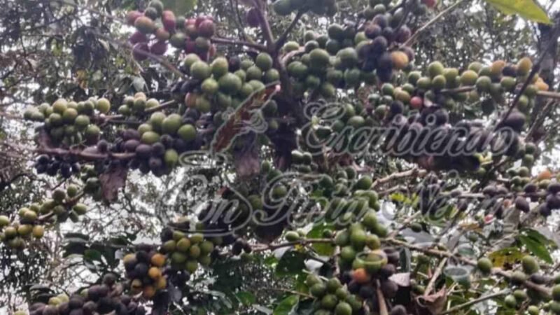 ROYA DEVASTA CULTIVOS DE CAFÉ