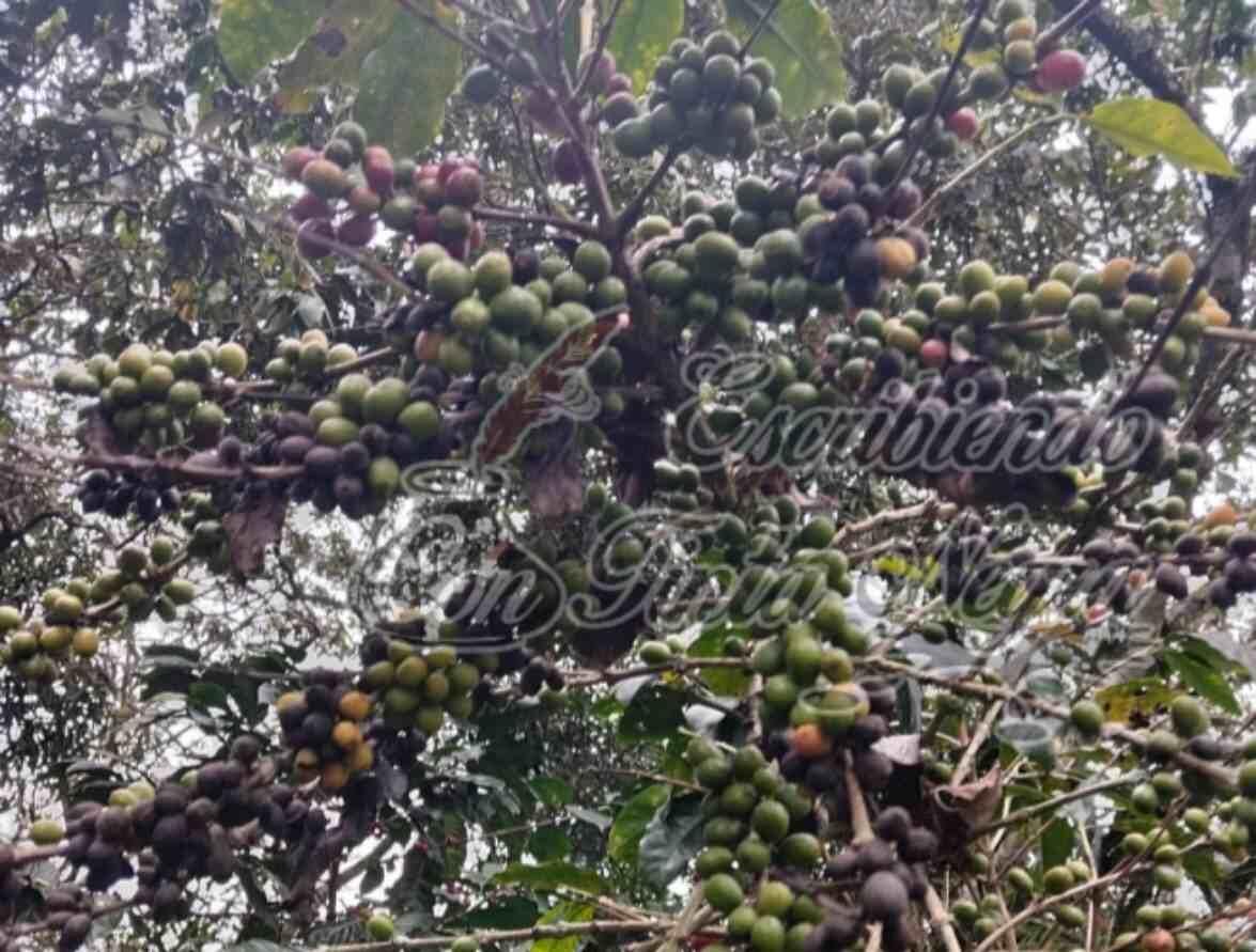 ROYA DEVASTA CULTIVOS DE CAFÉ