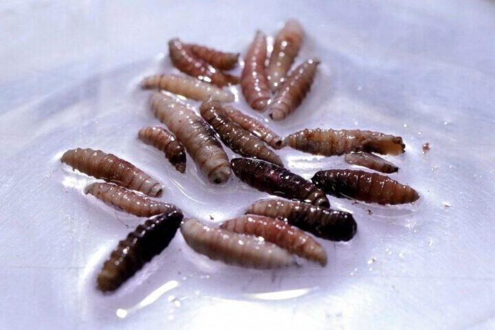 MÉXICO SUMA 135 CASOS DE GUSANO BARRENADOR EN HUMANOS