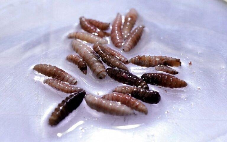 MÉXICO SUMA 135 CASOS DE GUSANO BARRENADOR EN HUMANOS