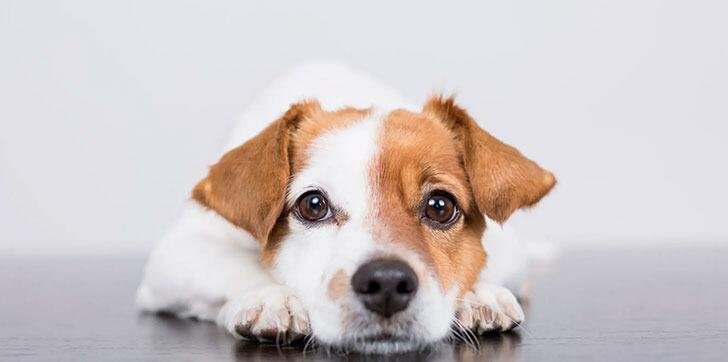 SÃO PAULO PERMITIRÁ SEPULTAR MASCOTAS CON SUS AMOS