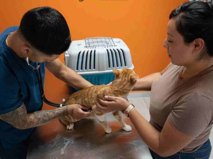 EN ORIZABA SE RESPETA LA VIDA ANIMAL