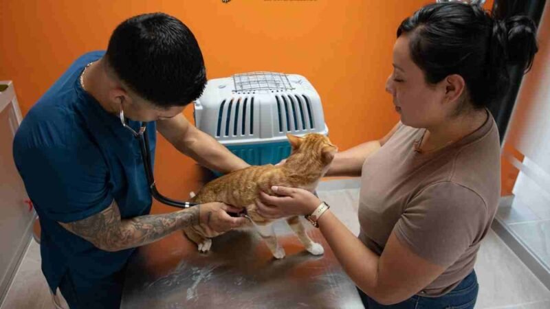 EN ORIZABA SE RESPETA LA VIDA ANIMAL