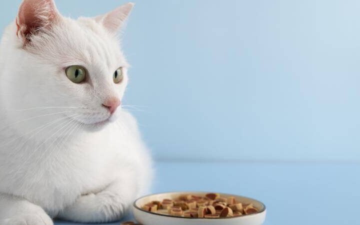 RETIRAN COMIDA PARA GATOS POR POSIBLE CONTAMINACIÓN EN EU