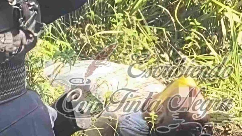 ENCUENTRAN EJECUTADO SOBRE LA AUTOPISTA