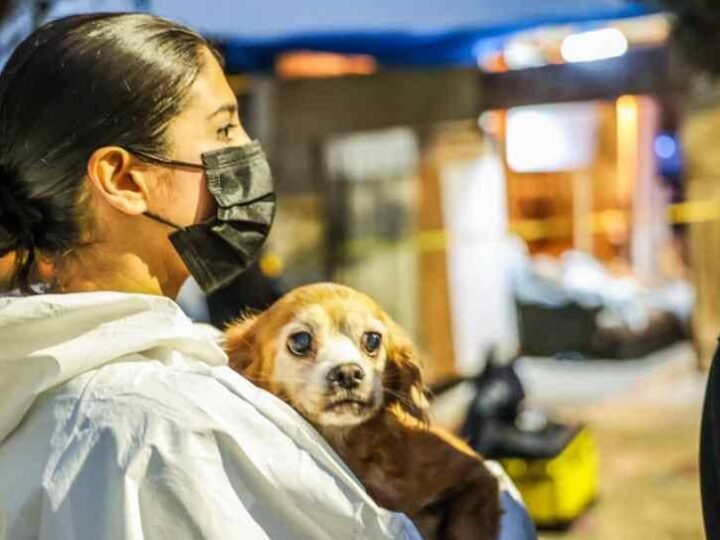 RESCATE MASIVO DE 300 PERROS Y GATOS HACINADOS EN LOS ÁNGELES