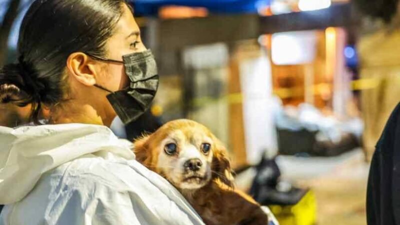 RESCATE MASIVO DE 300 PERROS Y GATOS HACINADOS EN LOS ÁNGELES