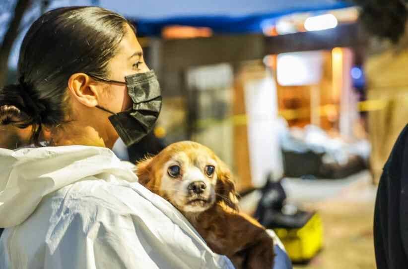 RESCATE MASIVO DE 300 PERROS Y GATOS HACINADOS EN LOS ÁNGELES