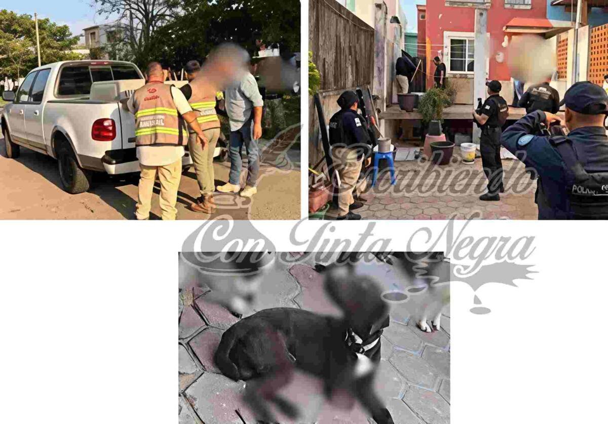 RESCATAN A PERROS VÍCTIMAS DE MALTRATO