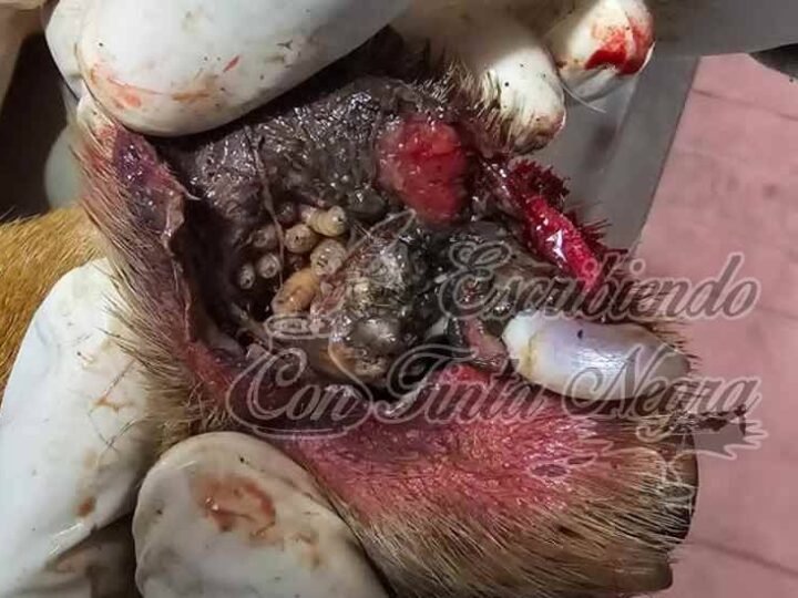 ALERTA POR PRESENCIA DE GUSANO BARRENADOR EN ZONA DE COSCOMATEPEC