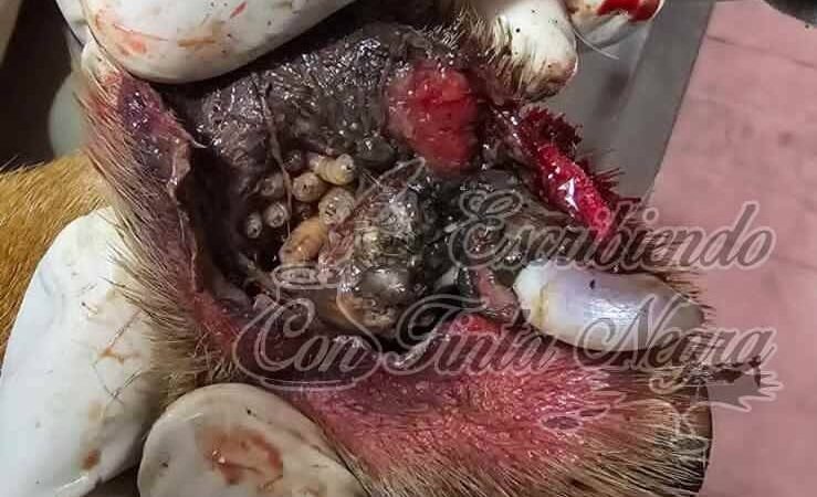 ALERTA POR PRESENCIA DE GUSANO BARRENADOR EN ZONA DE COSCOMATEPEC