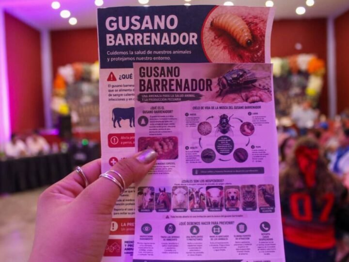 REFUERZAN PREVENCIÓN CONTRA EL GUSANO BARRENADOR EN YANGA