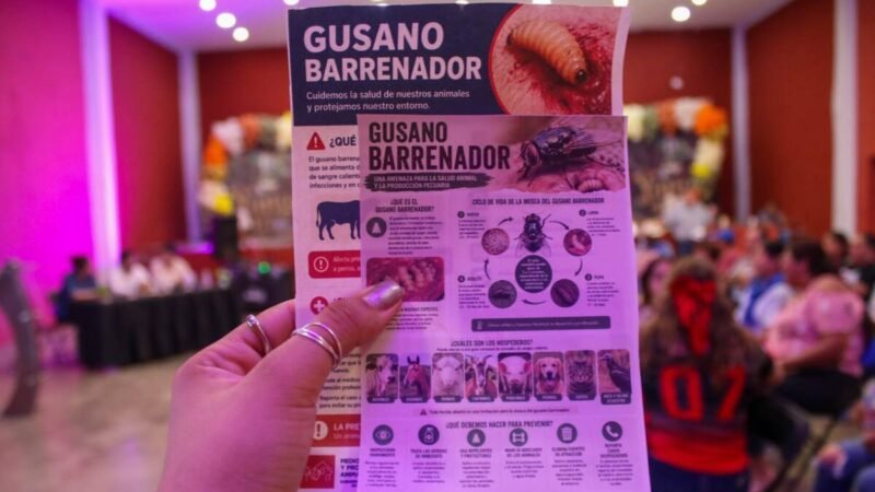 REFUERZAN PREVENCIÓN CONTRA EL GUSANO BARRENADOR EN YANGA