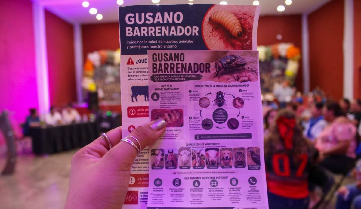 REFUERZAN PREVENCIÓN CONTRA EL GUSANO BARRENADOR EN YANGA