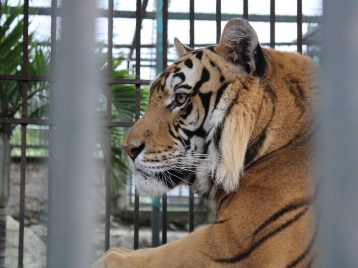 REFUERZA UMA, LA PROTECCIÓN ANIMAL Y SENSIBILIZA CONTRA EL TRÁFICO ILEGAL DE ESPECIES