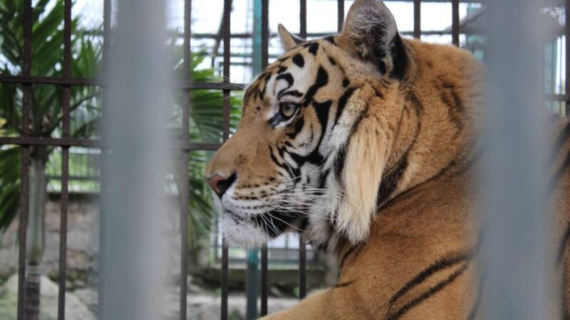 REFUERZA UMA, LA PROTECCIÓN ANIMAL Y SENSIBILIZA CONTRA EL TRÁFICO ILEGAL DE ESPECIES